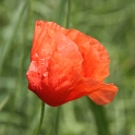 Coquelicot a Bex - 012